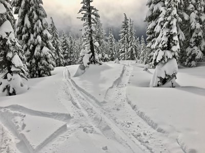 被雪覆盖的松树